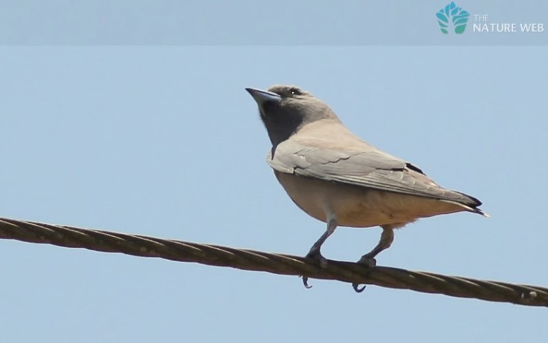 Ashy Woodswallow